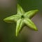 Bud of chandelier flower