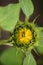 Bud of common sunflower (helianthus annuus) with ladybird (coccinellidae).