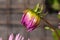 Bud, Dahlia pink Dahlia, close-up on a dark background