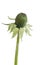 Bud dandelion isolated on a white