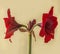 Bud dark-red Hippeastrum (amaryllis) \\\'Arabian night