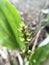 Bud Echinodorus cordifolius plant in nature garden
