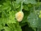 Bud of escholzia - Californian poppy