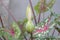 Bud flower of Caladium bicolor is queen of the leafy plants.