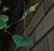 Bud flower and green leaves brick wall background