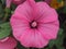 Bud of flower of lavatera. Petals and stamens are purple.