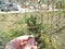 Bud of a flowering tree holds a woman`s hand with a pink manicure on a spring day