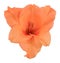 Bud of gladiolus orange 1