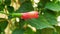 Bud of Hibiscus rosasinensis