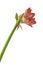 Bud Hippeastrum amaryllis   `United Glory` on a white background isolated