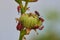 A bud of a hollyhock alcea rosea with fire bugs on it