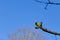 Bud of Horse-Chestnut with blue sky Aesculus hippocastanum