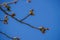 Bud of the image of the weeping cherry tree