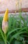 Bud of iris flower close-up on blurred background