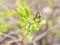 Bud of lilac plant close up and blurred meadow