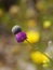 The bud of a magenta plume thistle