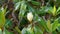 Bud of Magnolia grandiflora with green foliage