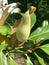 Bud of a Magnolia Tree