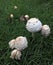 Bud mushroom on the greensward.