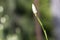 Bud of a pale creamy yellow with dark brown spots of a dietes bicolor