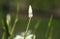 Bud of a pale creamy yellow with dark brown spots of a dietes bicolor