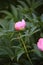 Bud of pink peony flower iin summer garden. Close-up. Selective focus.