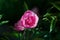 Bud of pink peony on a green natural background. Delicate fragrant flower in the garden