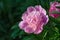 Bud of pink peony on a green natural background. Delicate fragrant flower in the garden