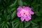 Bud of pink peony on a green natural background. Delicate fragrant flower in the garden