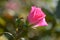 Bud of pink Rosa gallica, the Gallic rose, French rose, or rose of Provins