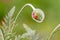 Bud of poppy/ Not opened bud of poppy. blooming poppy in the meadow. natural soft light