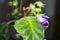 Bud of Purple Gloxinia