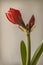 Bud red Hippeastrum amaryllis `Cherry Nymph`