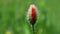 The bud of a red poppy on a blur background is approaching