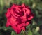 A bud of a red rose after a rain in a summer garden