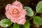 Bud rose pink flower close up - Yellow Flower Bud macro