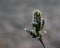 Bud Of A Tree Coated In Frost In The Meadow