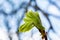 Bud on a tree horse chestnut in spring, Modest chestnut leaves in spring. Bright green leaves close up. Background for spring