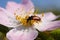 Bud weevil beetle on a pink flower