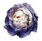 A bud of white-blue blossoming peony flower. flower on a white background with clipping path without shadows. For design.