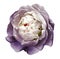 A bud of white-purple blossoming peony flower. Isolated flower on a white background with clipping path without shadows. For desig