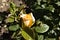 A bud of a white rose surrounded by leaflets.