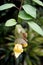 Bud Wild sage flower hanging on tree