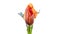 Bud of wild tulip blooms on white background.