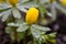 A bud of winter aconite (Eranthis hyemalis) short before blooming