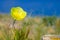 A bud of yellow poppy in the steppe.
