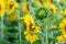 A bud of a young flowering sunflower in the beautiful light of the setting sun. A young unopened sunflower in close-up against the