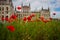 Budapest, Hungary: Beautiful flowering red poppies and flowers on green grass near the Parliament building in Budapest