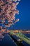 Budapest, Hungary - Illuminated Liberty Bridge over River Danube at dusk with cherry blossom tree at foreground