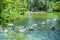 BUDAPEST, HUNGARY - JULY 26, 2016: A pond with pelicans and other species of water birds at Budapest Zoo and Botanical Garden